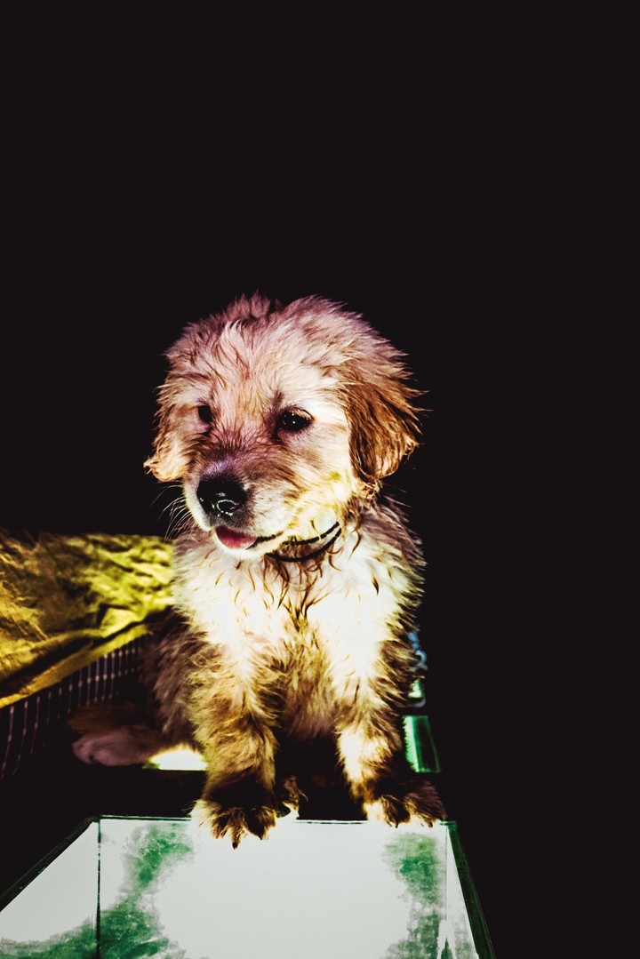 puppy
