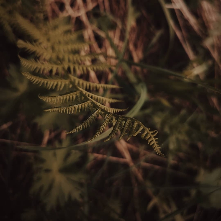 Fern
