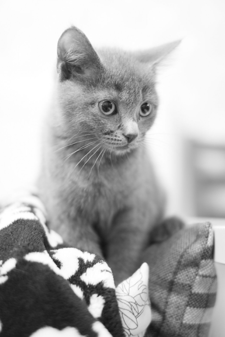 black&white kitten