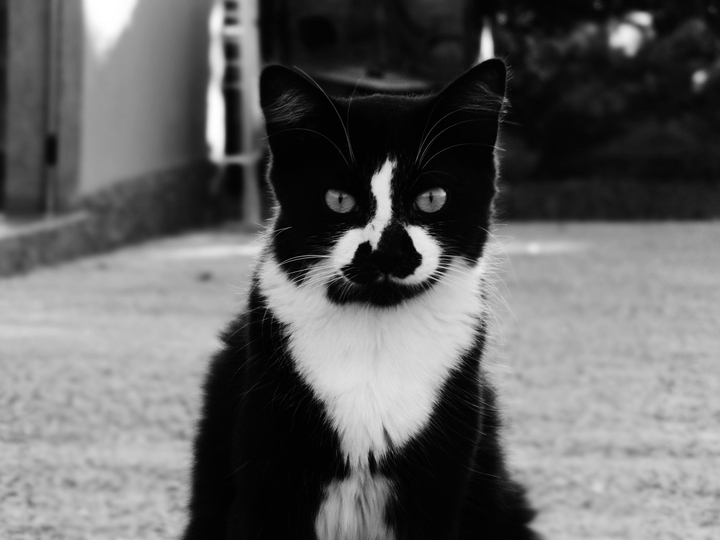 cat