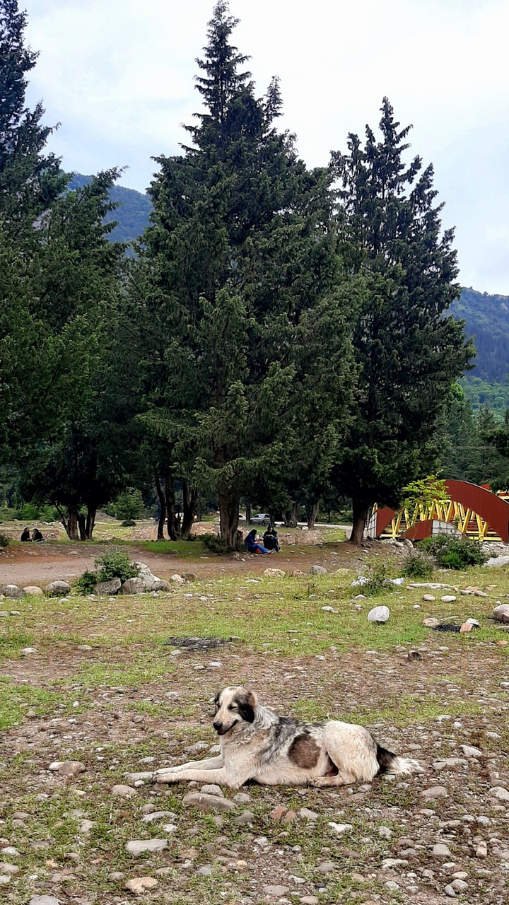 سگ باوفا