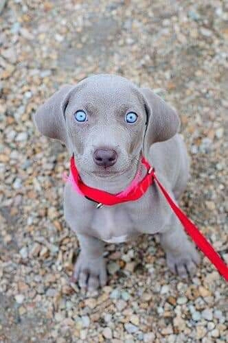 beautiful dog