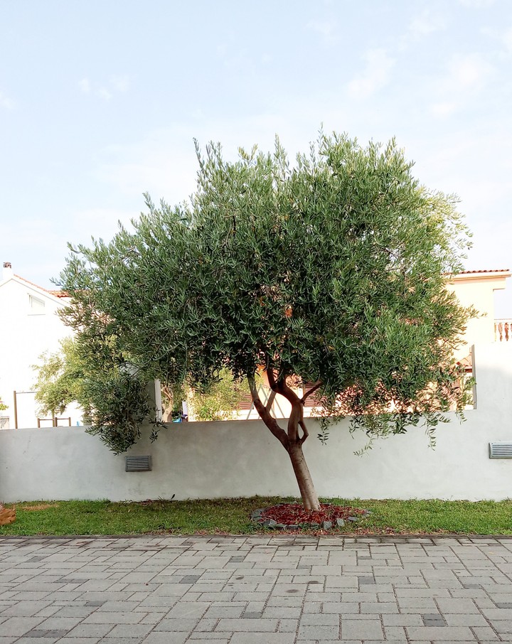 Morning Tree