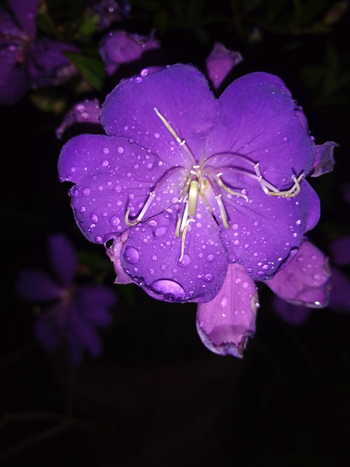 lavender