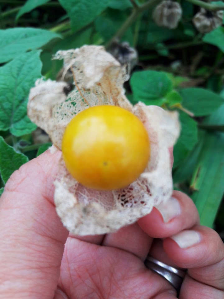 Cape gooseberry#Physalis peruviana