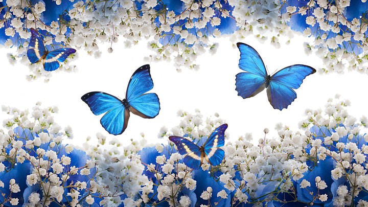 Papillons Bleu