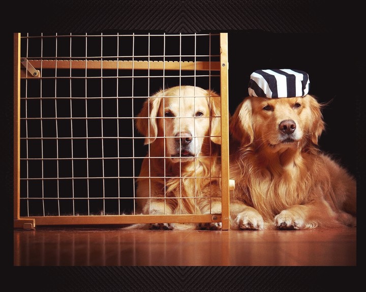 Dogs
