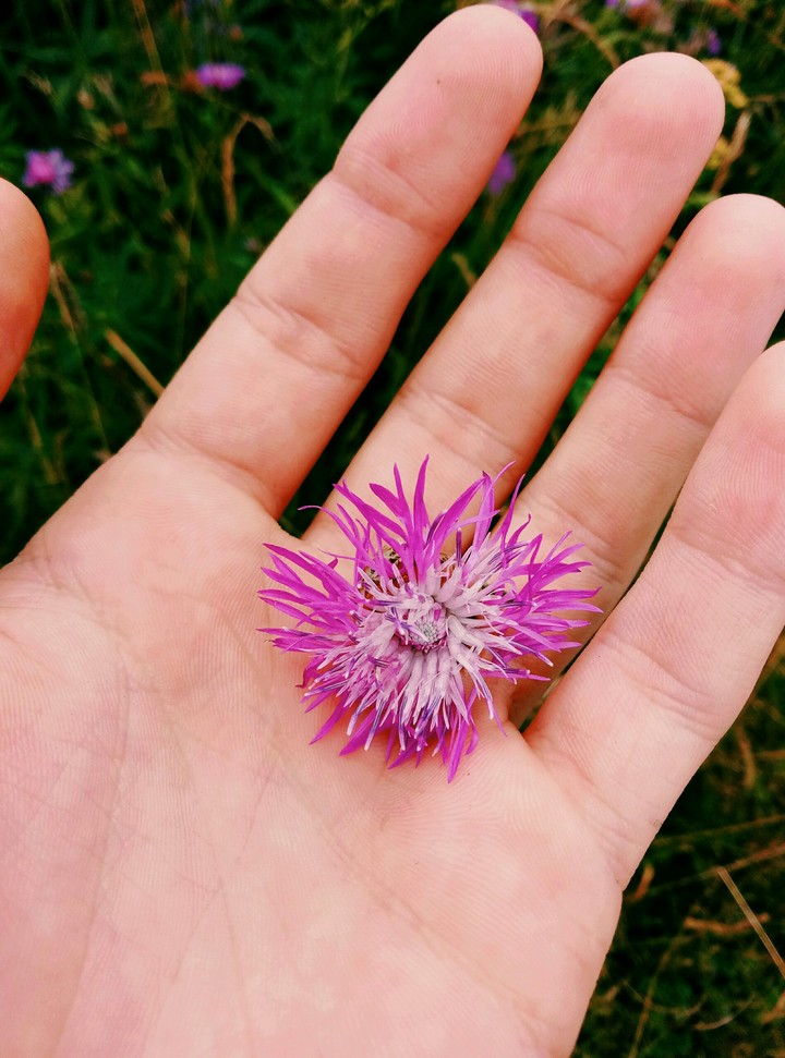 flower in my hand