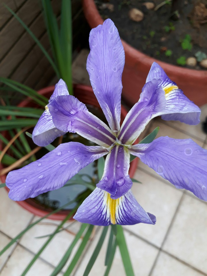 iris