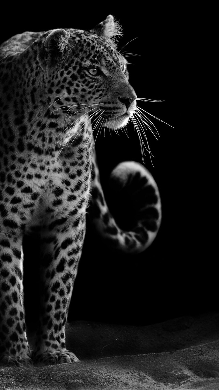 observe