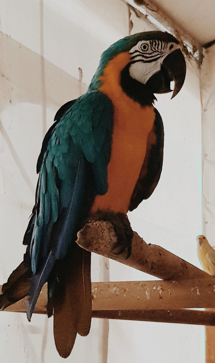 Guacamayo en Valdivia
