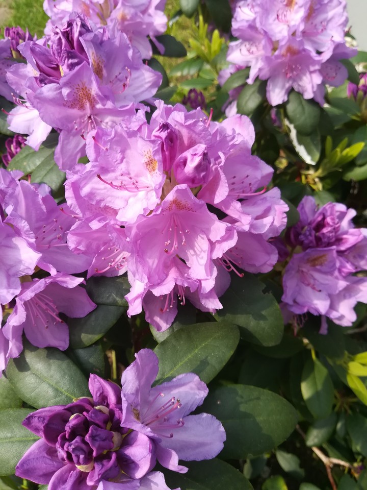 Rhododendron