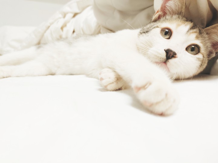 cat
