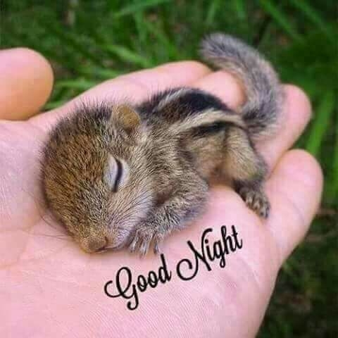 sweet dream