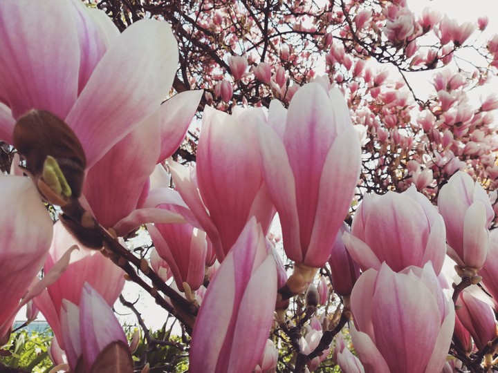 Magnolia