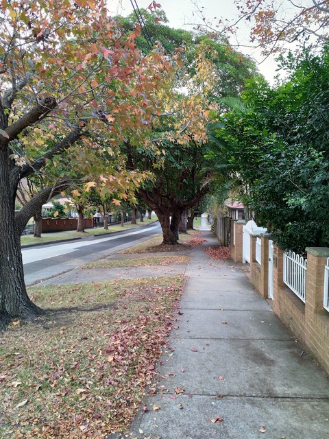 Autumn in Chatswood, Sydney