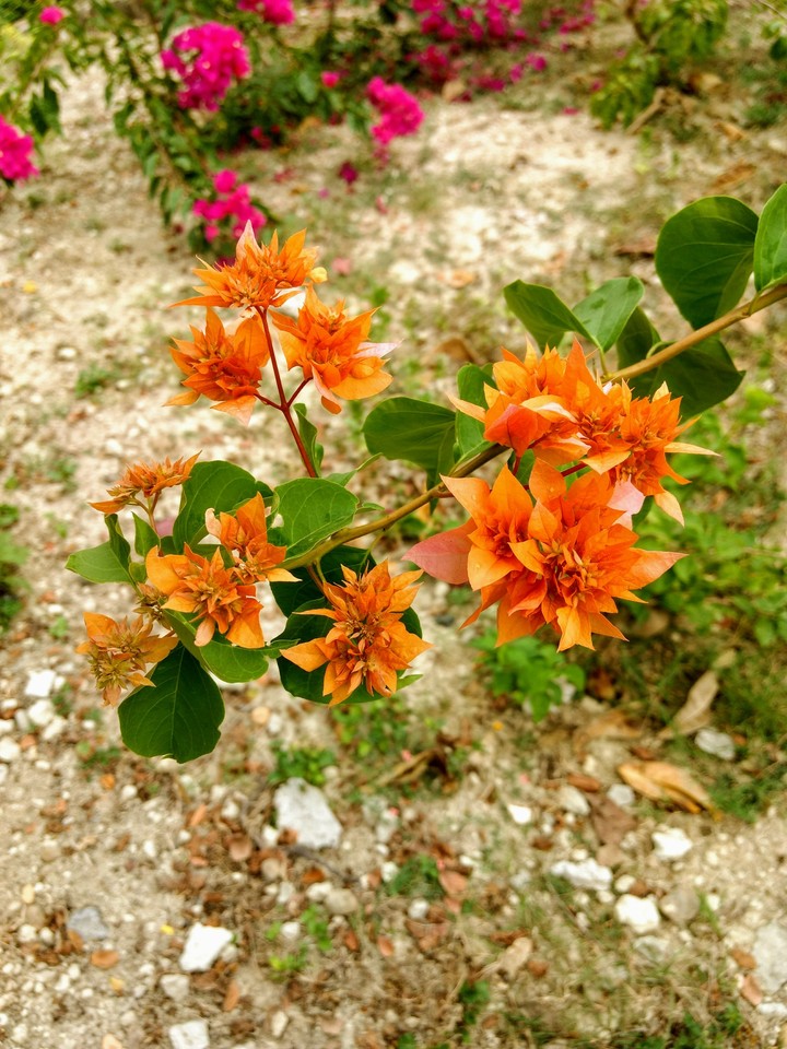 Flor