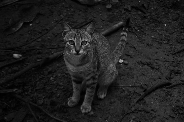 cat