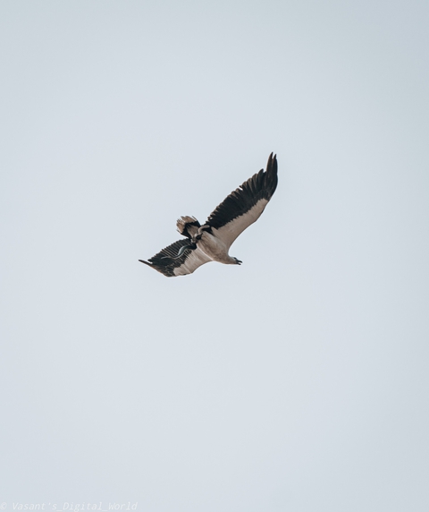 eagle