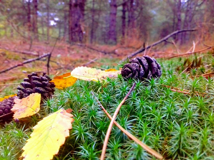 Autumn forest