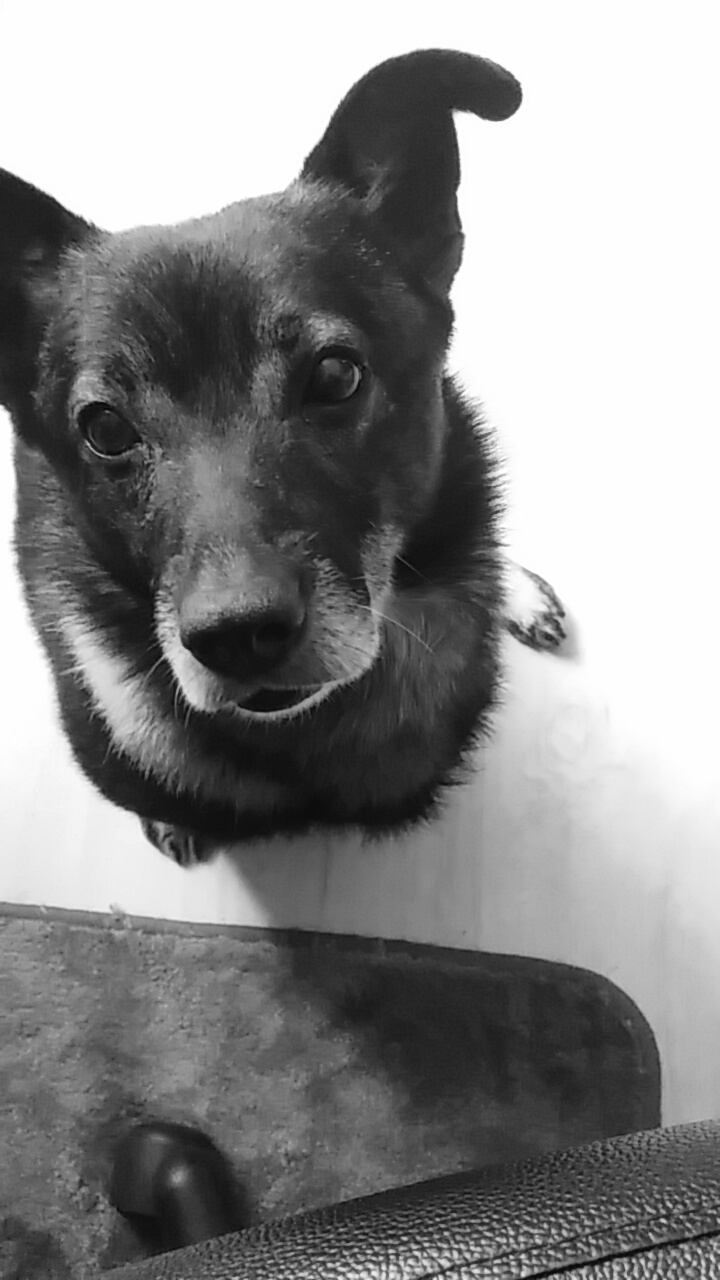 dog