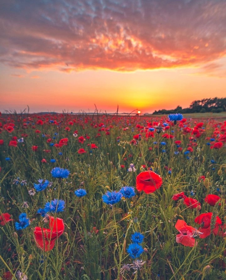 in the meadow...
