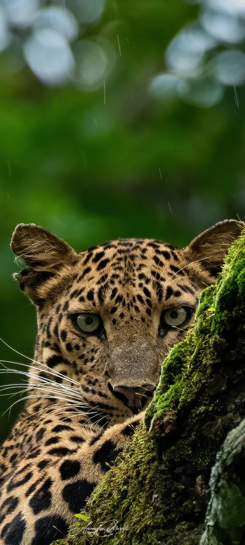 шпалери felidae, carnivores