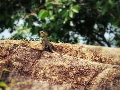 chameleon