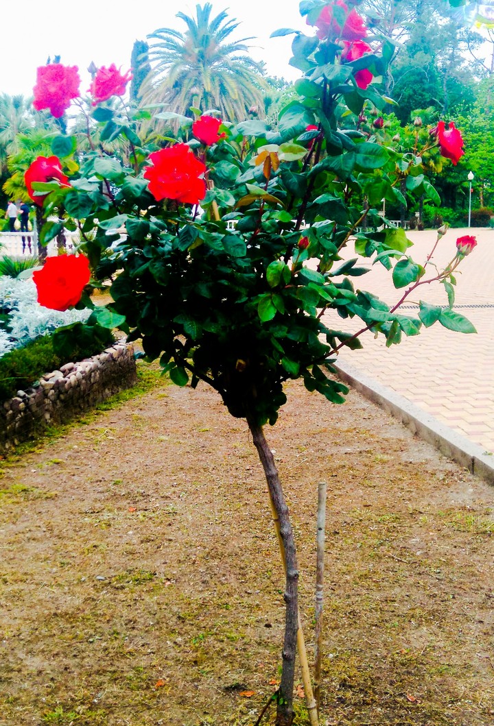 rose tree