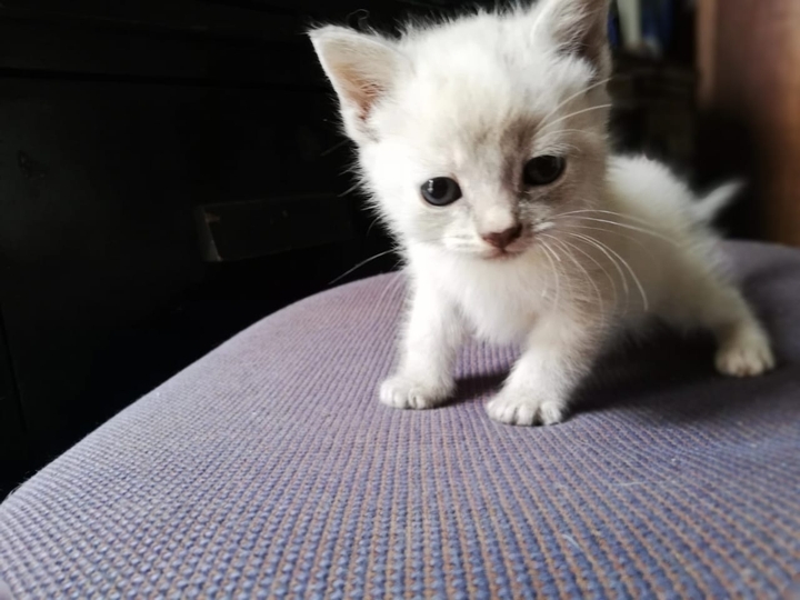 Baby cat