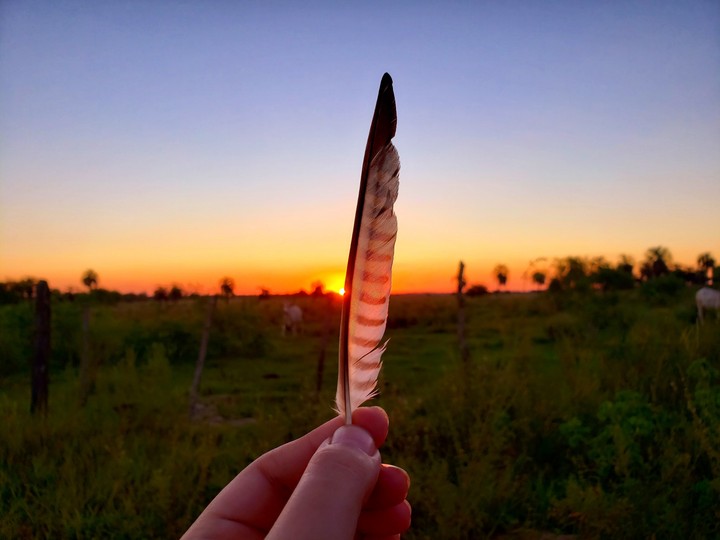 campo