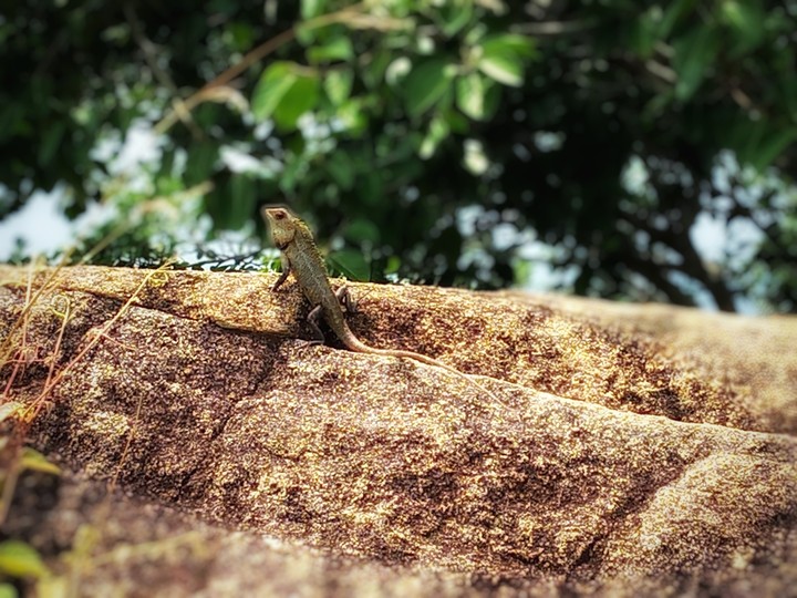chameleon