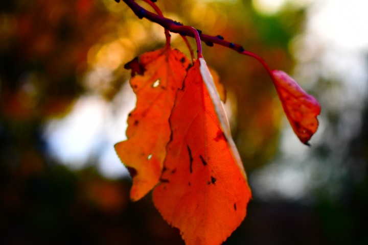 fall