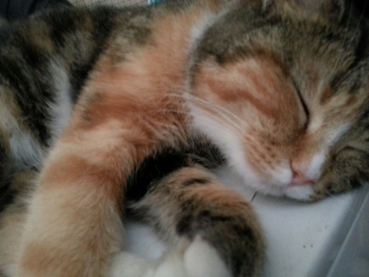 kitty