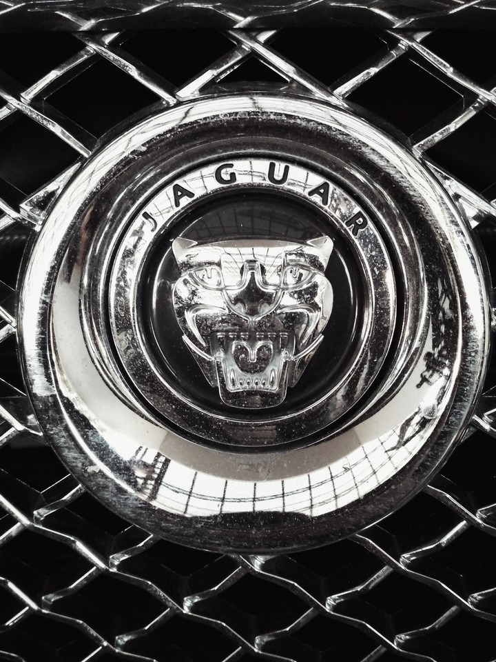 jaguar
