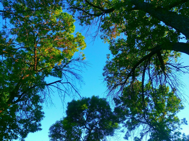 Trees