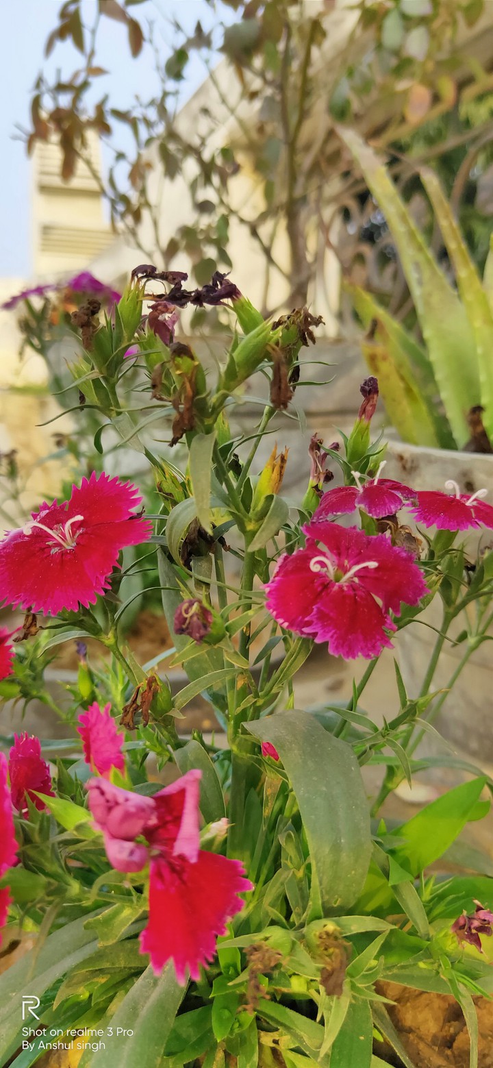 FLOWERS
