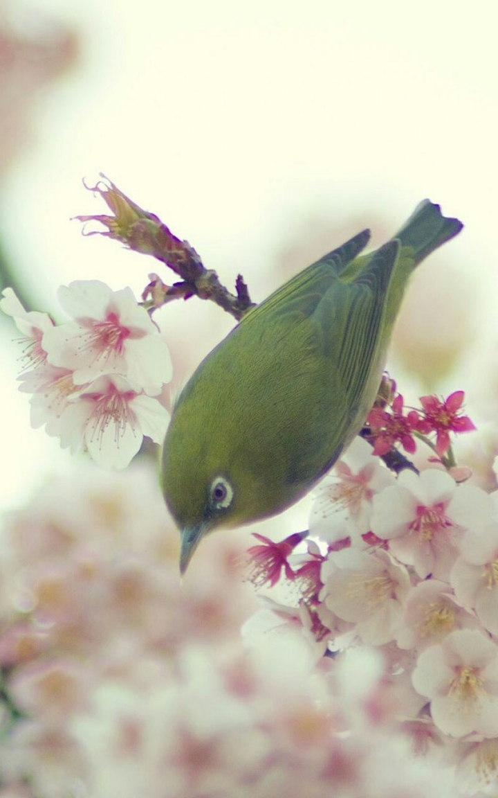 Green Bird