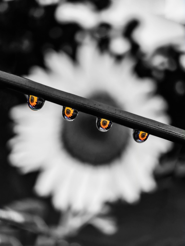 droplets