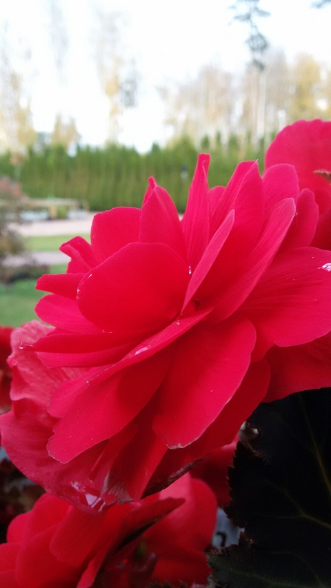 тапети plant, peony