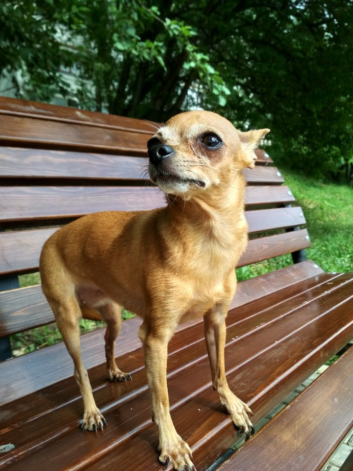 honest hund