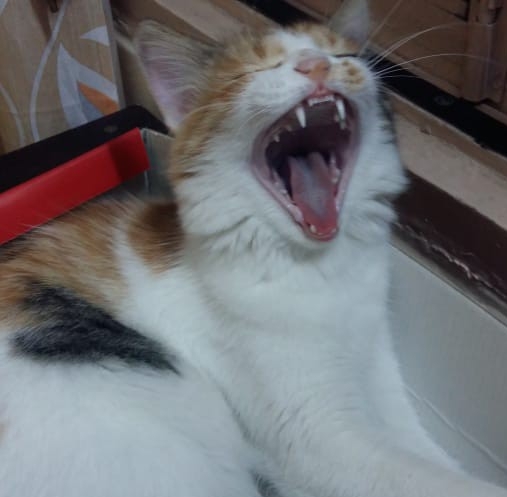 My Cat
