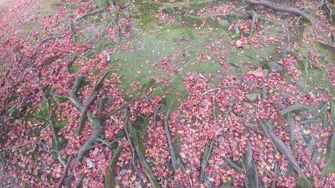 紅葉の絨毯 Autumn leaves carpet on the mossy ground