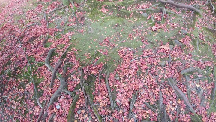 紅葉の絨毯 Autumn leaves carpet on the mossy ground