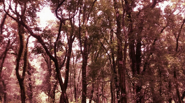 Forests, Nature, Tree