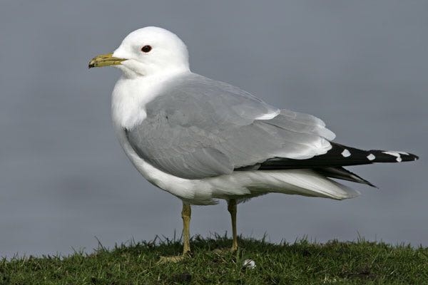 sea gull