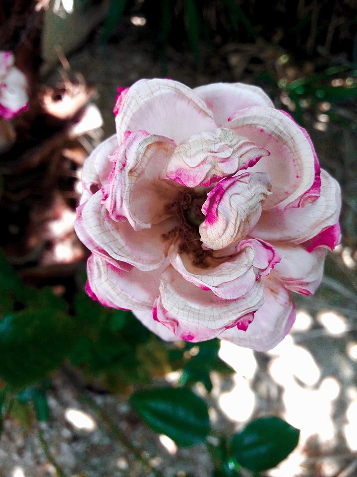 Dried flower