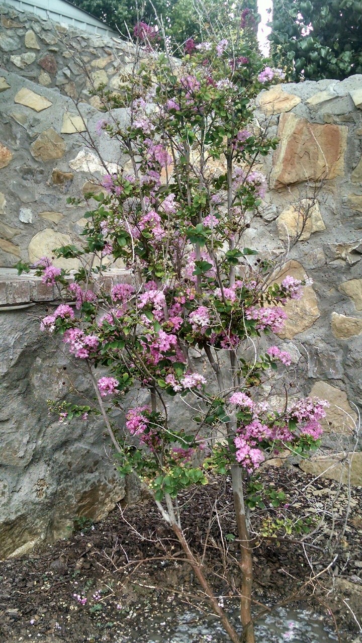 Pink Flowers on a Young Tree