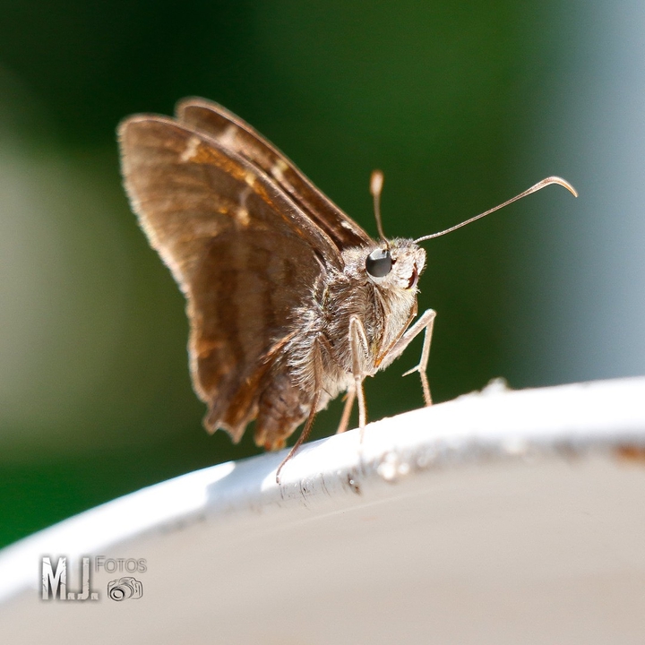 borboleta