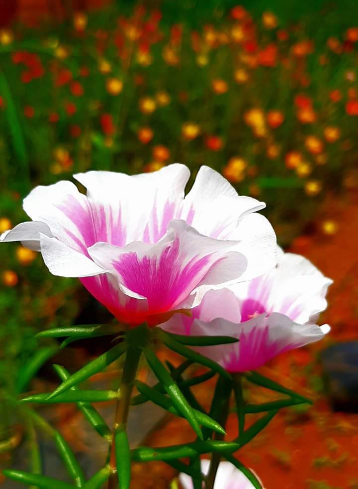 purslane